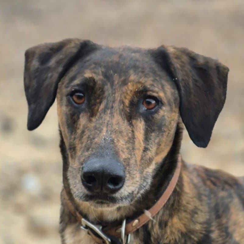 Leon, male 5yo Lurcher for adoption at Forever Hounds Trust, Cirencester