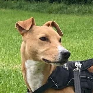 Roman, male 5yo Lurcher for adoption at Forever Hounds Trust, Cirencester