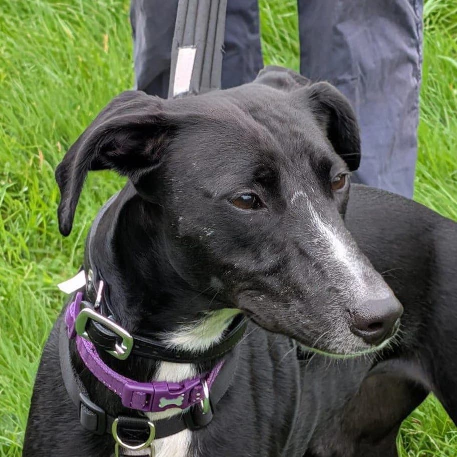 Lola, male Lurcher for adoption at Forever Hounds Trust, Cirencester