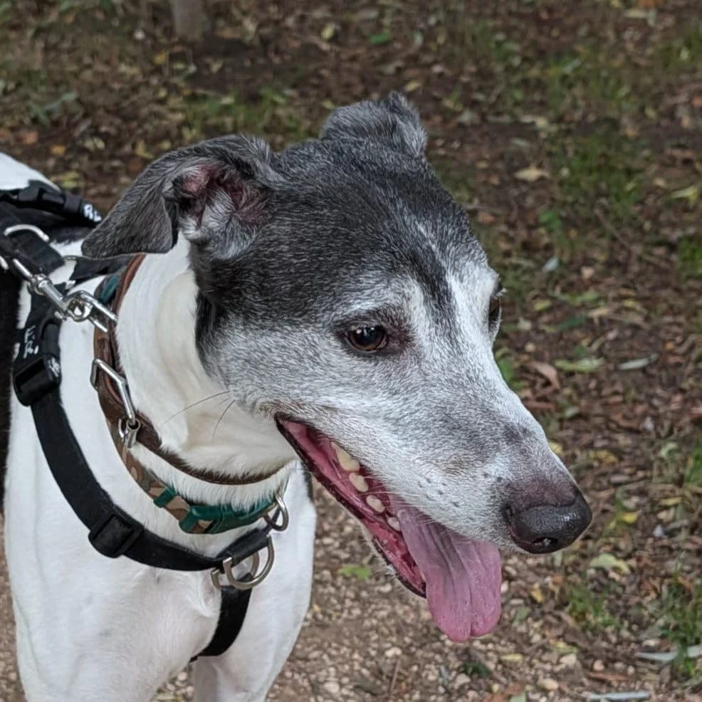 Jakey, male 7yo Lurcher for adoption at Forever Hounds Trust, Cirencester