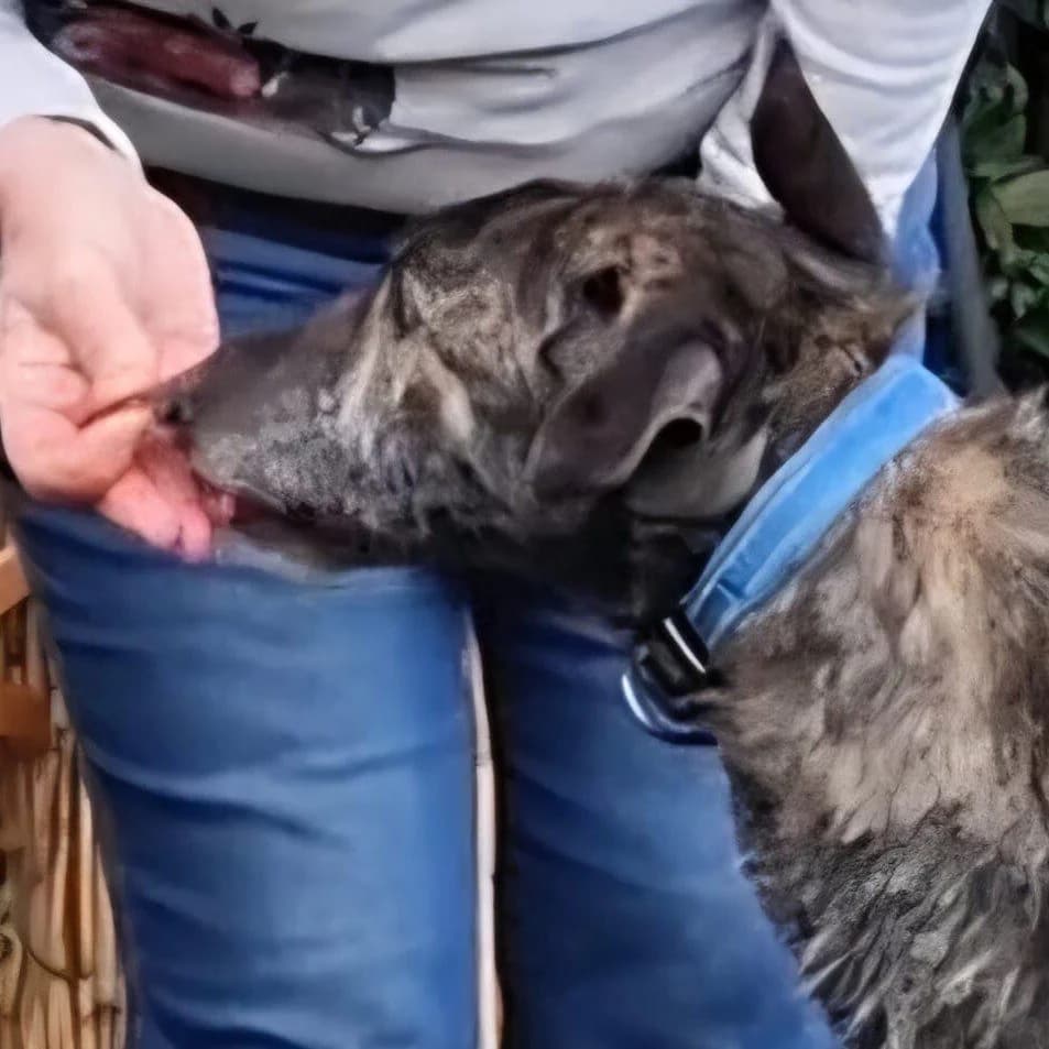 Alfie, male Lurcher for adoption at Forever Hounds Trust, United Kingdom