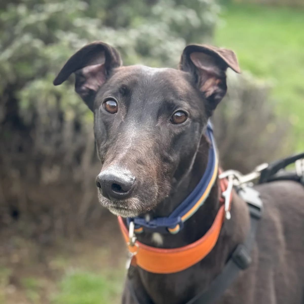 Ash, male Greyhound for adoption at Forever Hounds Trust, Cirencester