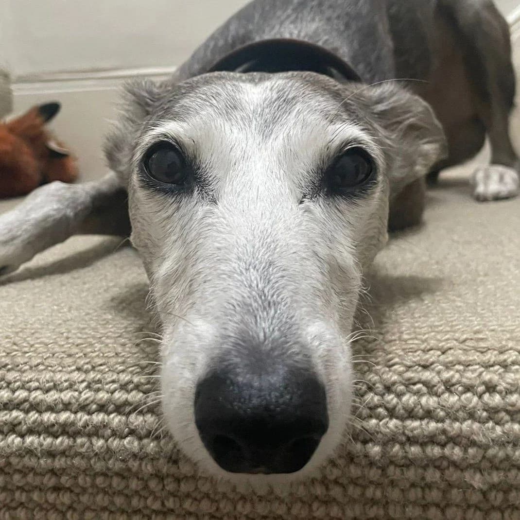 Charley, male senior Lurcher for adoption at Forever Hounds Trust, Cirencester