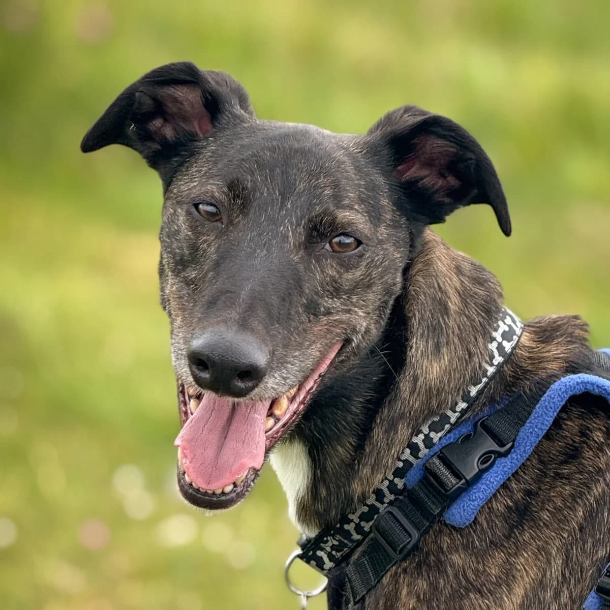 Diesel, male Lurcher for adoption at Forever Hounds Trust, United Kingdom