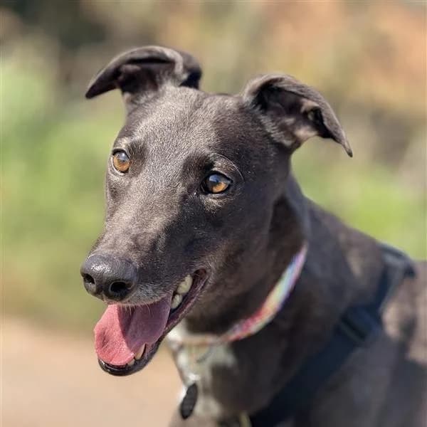 Flo, female Greyhound for adoption at Forever Hounds Trust, United Kingdom
