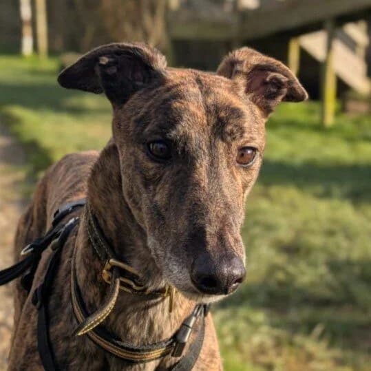Henry, male Greyhound for adoption at Forever Hounds Trust, United Kingdom