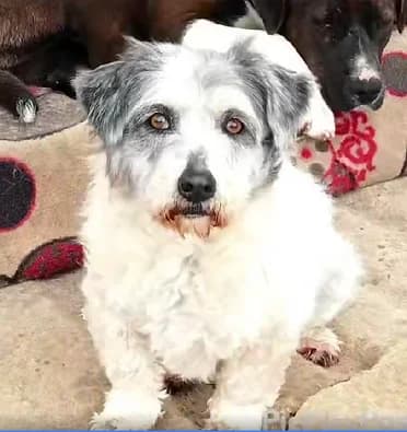 Adopting a Dog, Mixed Breed for adoption at Forgotten Dogs of Turkey