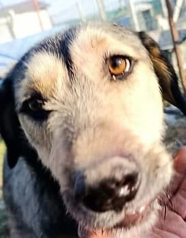 Noodles, male Mixed Breed for adoption at Forgotten Dogs of Turkey