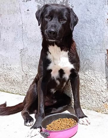 Pasa, male 4yo Mixed Breed for adoption at Forgotten Dogs of Turkey