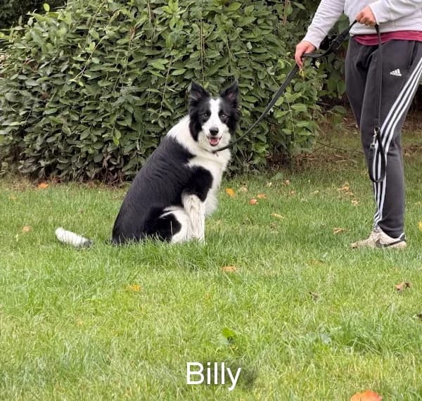 Billy, male Border Collie for adoption at Freedom of Spirit Trust for Border Collies