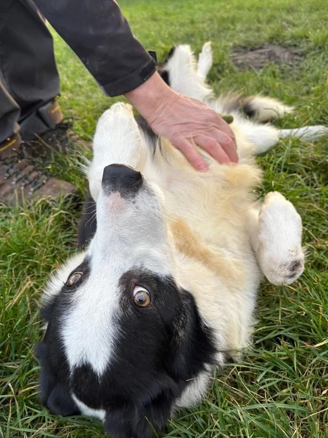 Cap, male Border Collie for adoption at Freedom of Spirit Trust for Border Collies