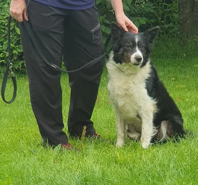 Sal, female 7yo Border Collie for adoption at Freedom of Spirit Trust for Border Collies