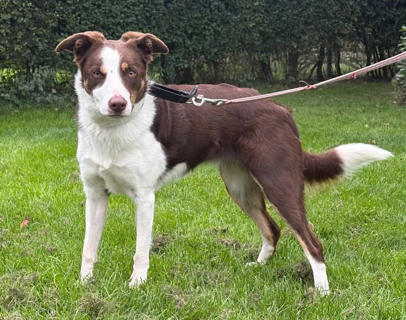 Daisy, female Border Collie for adoption at Freedom of Spirit Trust for Border Collies