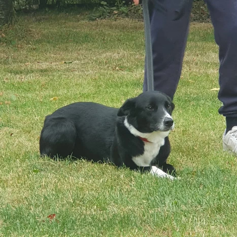 Jess under assessment, female Border Collie for adoption at Freedom of Spirit Trust for Border Collies