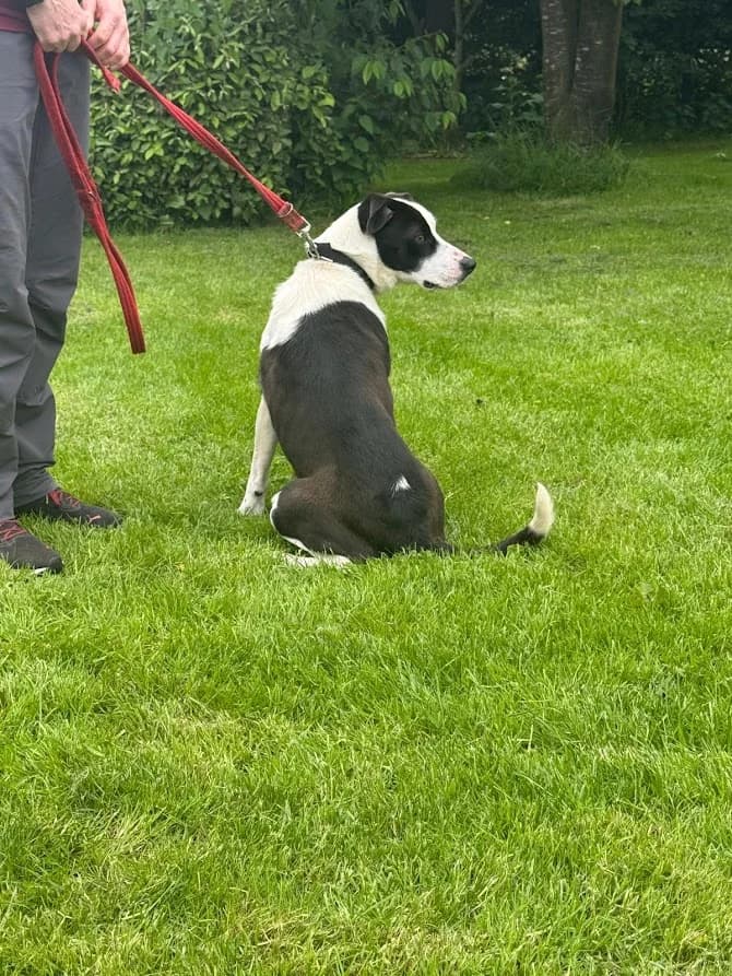 Cassie, female Border Collie for adoption at Freedom of Spirit Trust for Border Collies