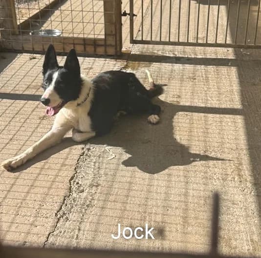 Jock, male puppy Border Collie for adoption at Freedom of Spirit Trust for Border Collies