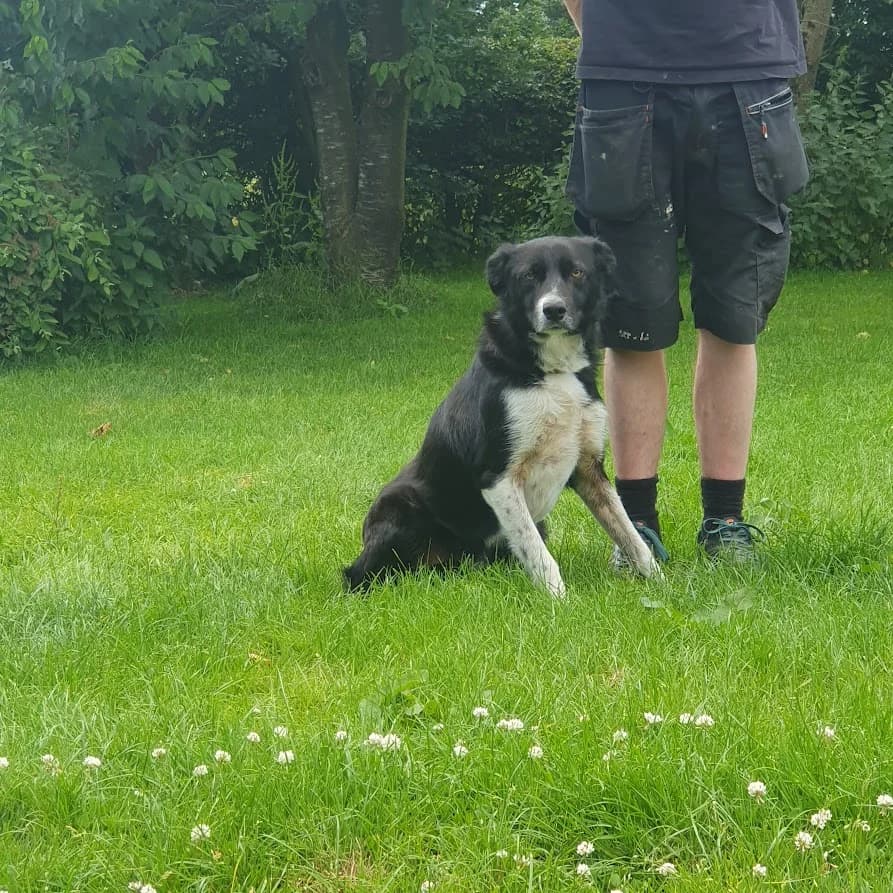 Kip, male Border Collie for adoption at Freedom of Spirit Trust for Border Collies
