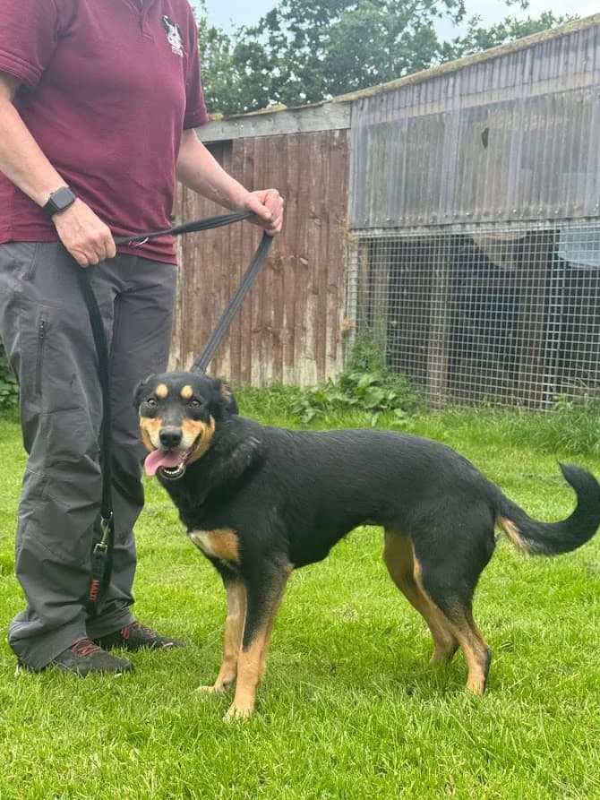 Lulu – collie x Kelpie, female Border Collie for adoption at Freedom of Spirit Trust for Border Collies