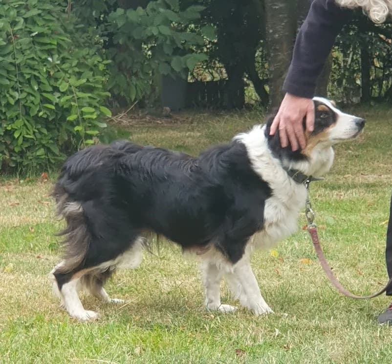 Meg ready for adoption mid September, female Border Collie for adoption at Freedom of Spirit Trust for Border Collies