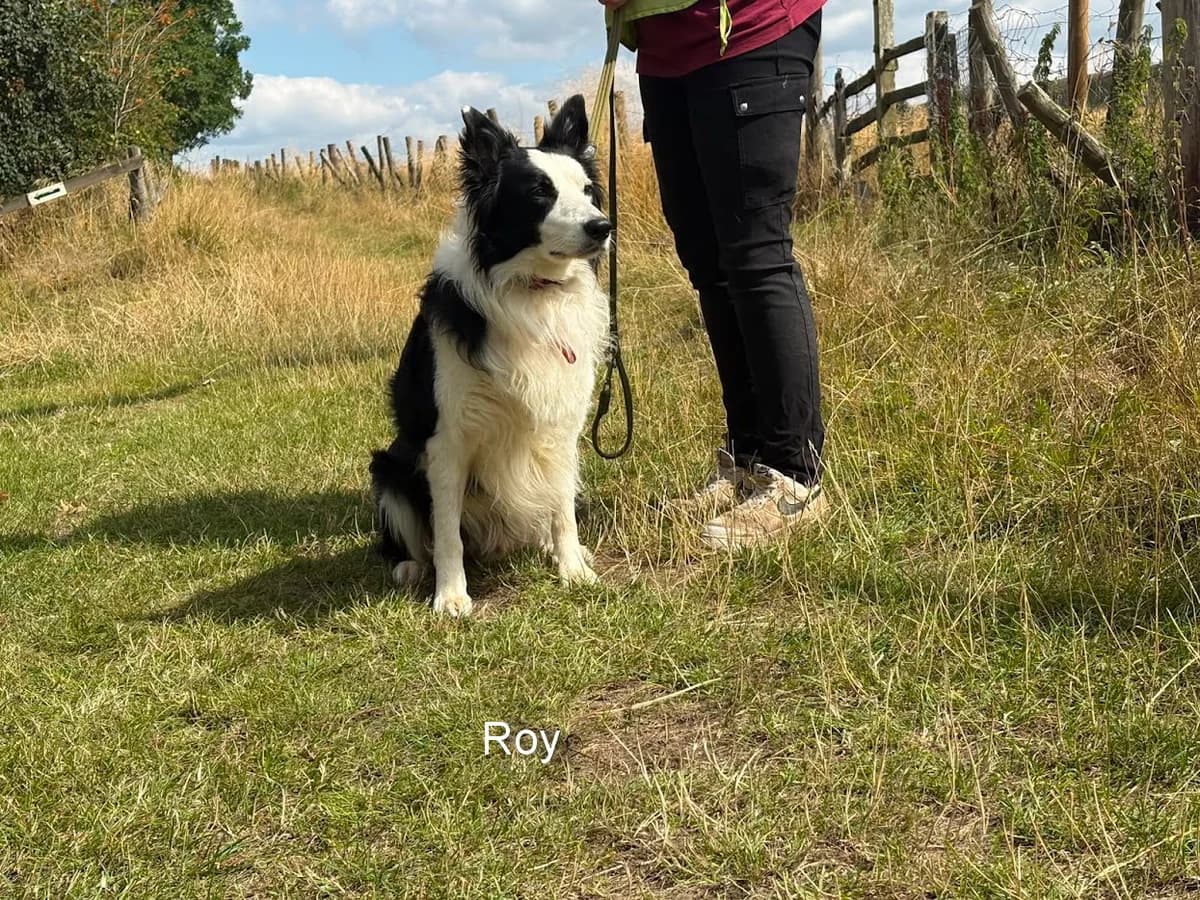 Roy, male Border Collie for adoption at Freedom of Spirit Trust for Border Collies