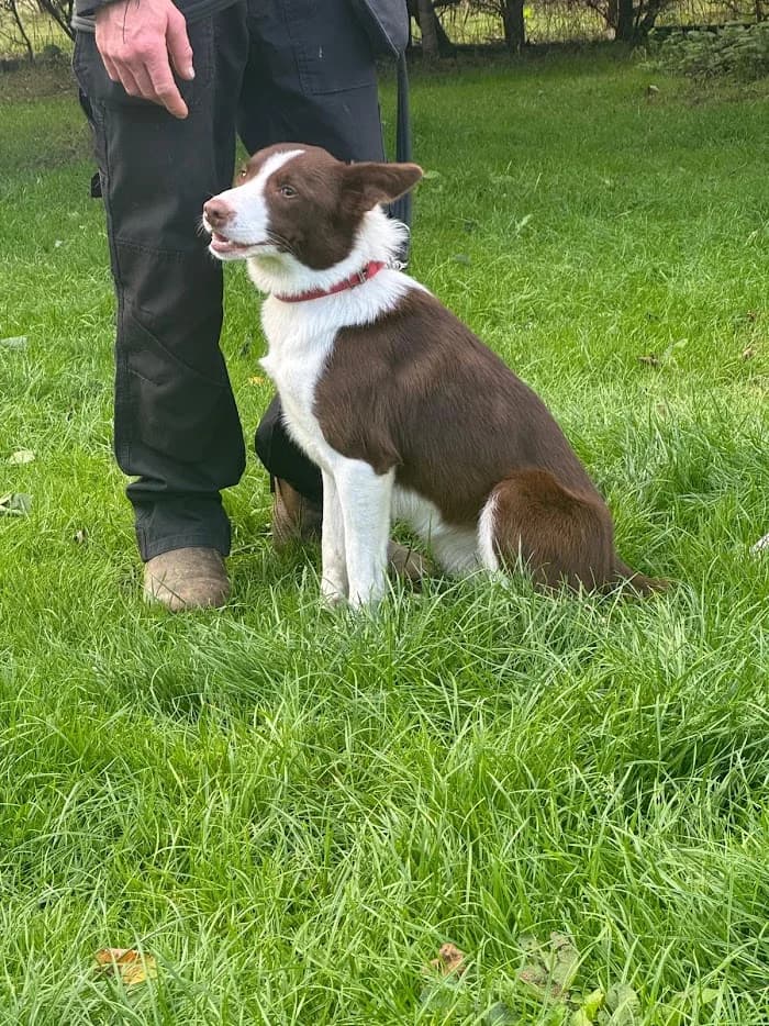 Ruby, female Border Collie for adoption at Freedom of Spirit Trust for Border Collies