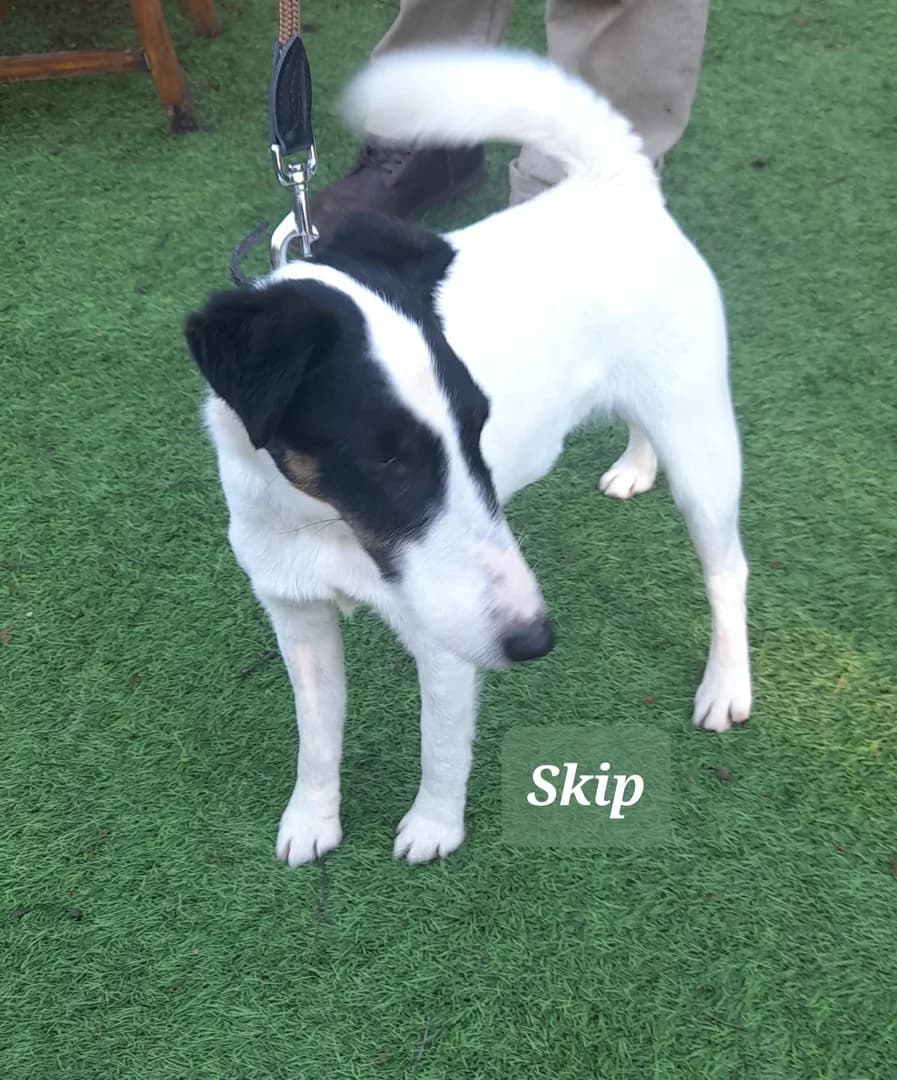 Skip, male 5yo mixed breed for adoption at Fox Terrier Rescue UK, Southburgh