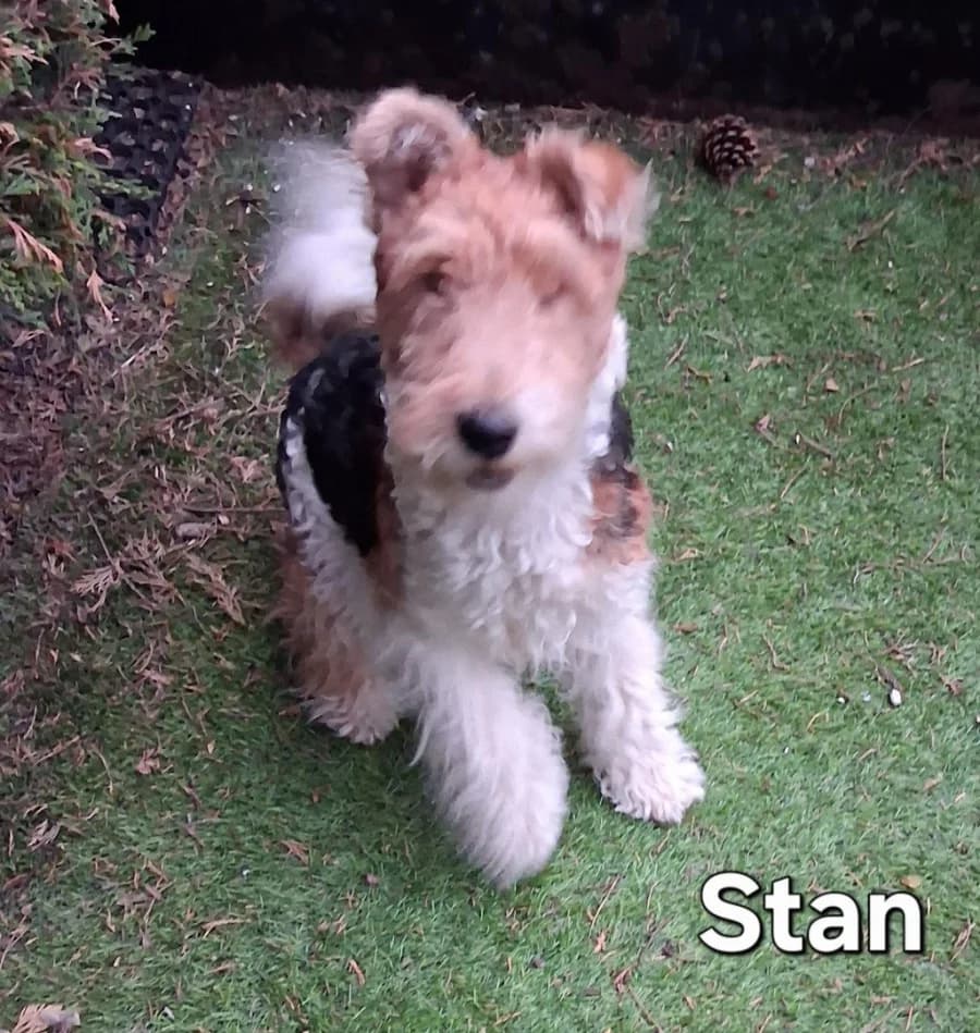 Stan, male young mixed breed for adoption at Fox Terrier Rescue UK, Southburgh