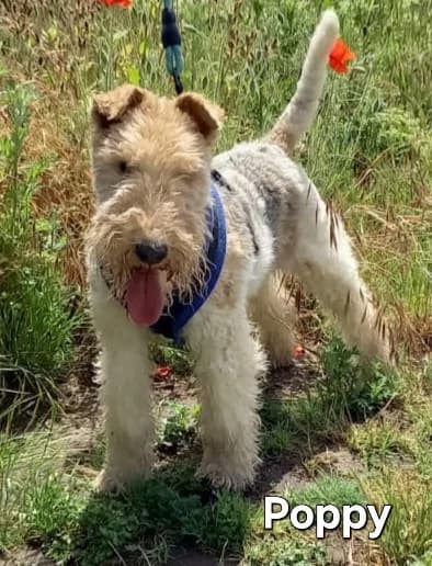 Poppy, female senior mixed breed for adoption at Fox Terrier Rescue UK, Southburgh