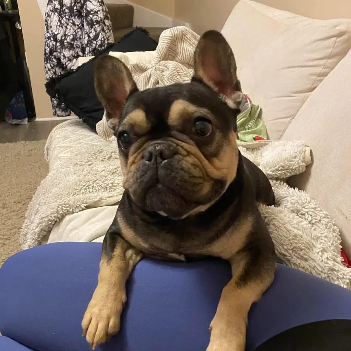Lola, female 6yo English Bulldog for adoption at French Bulldog Saviours