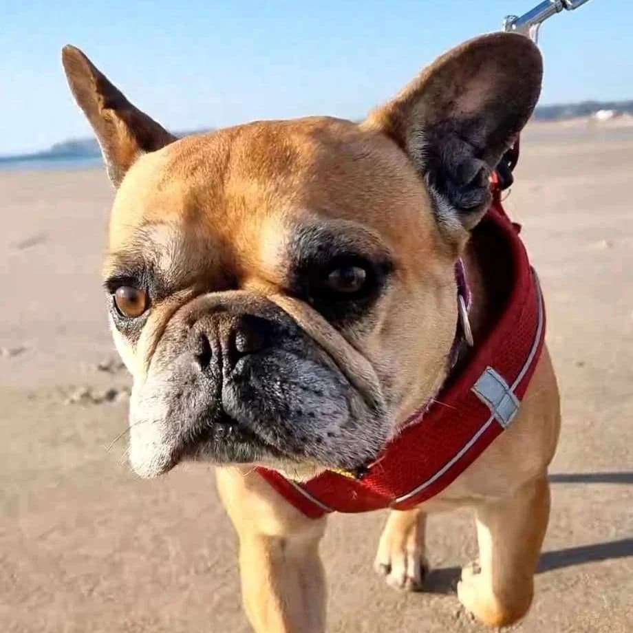 Maggie, female senior English Bulldog for adoption at French Bulldog Saviours
