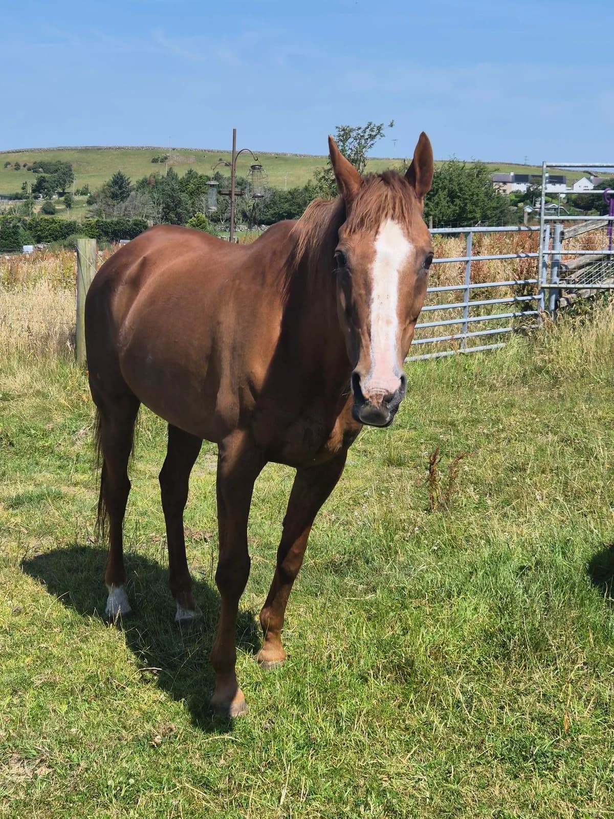 Alice, female senior Mixed Breed for adoption at Freshfields Animal Rescue, Liverpool