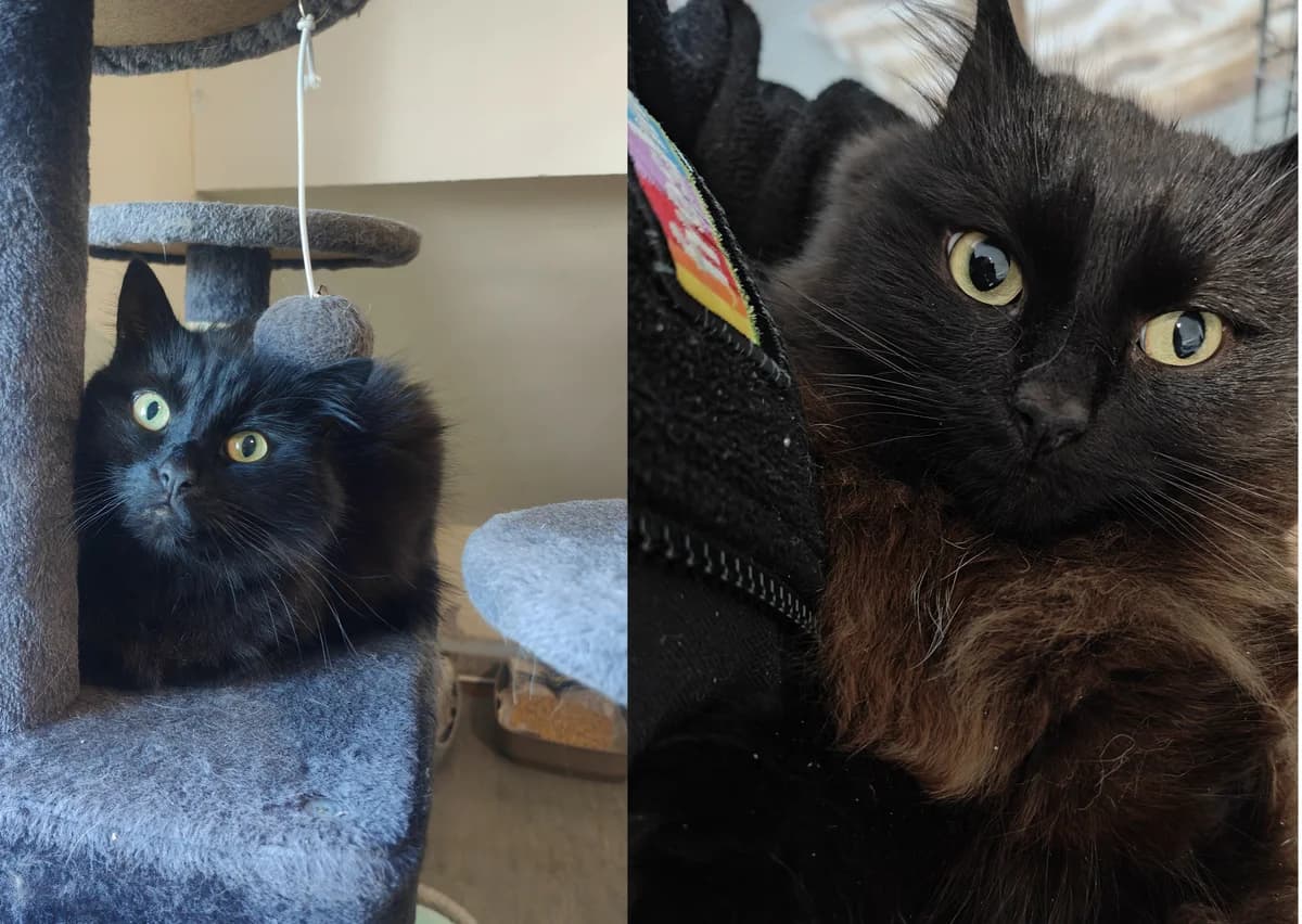 Arty and Kaya, male 6yo Mixed Breed for adoption at Freshfields Animal Rescue, Liverpool
