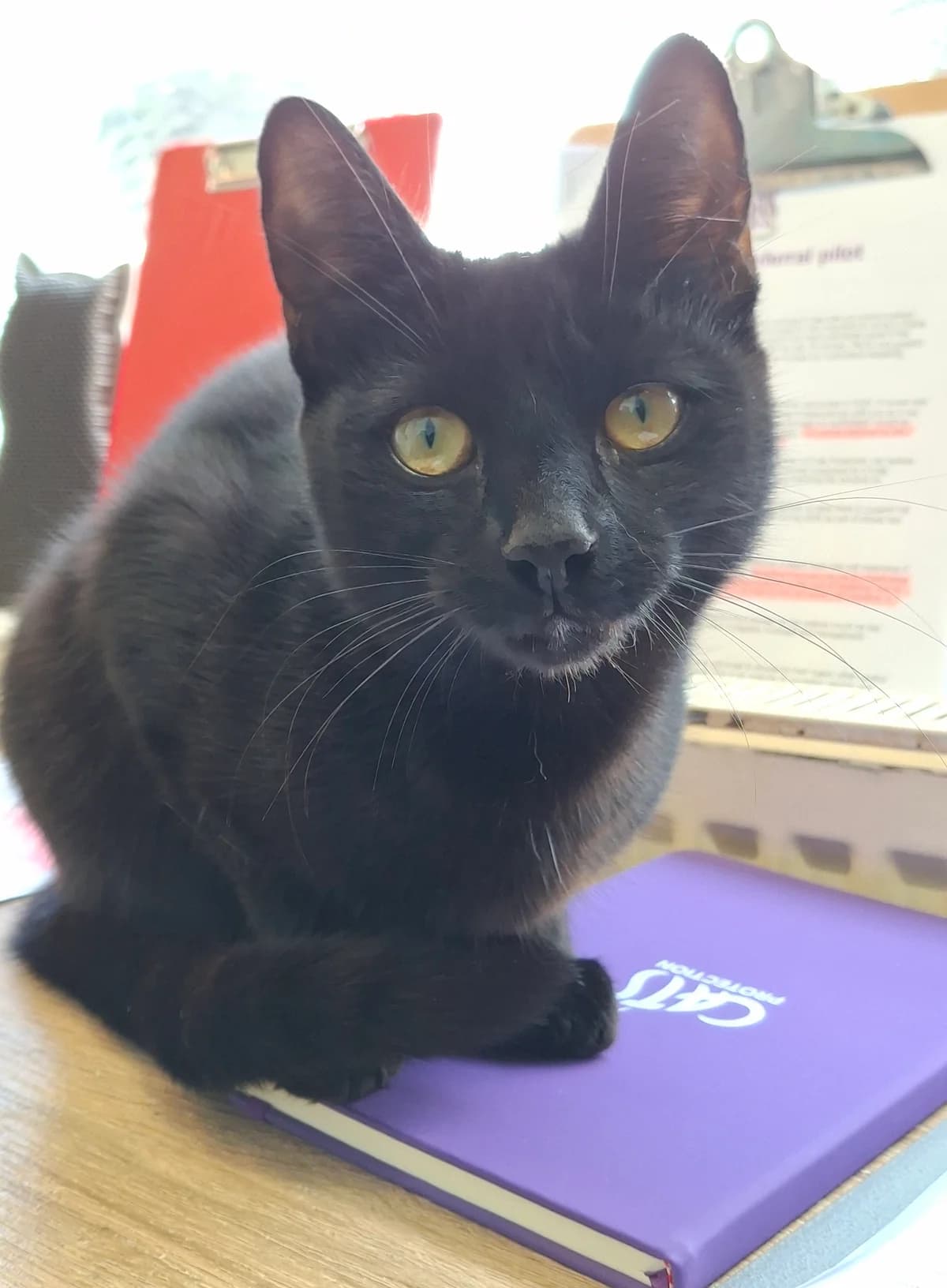 Atom, female young Mixed Breed for adoption at Freshfields Animal Rescue, Liverpool