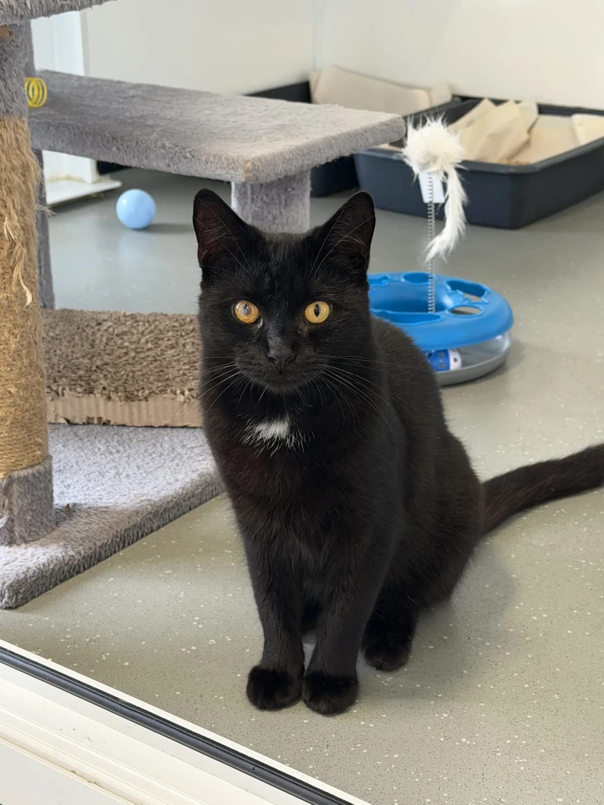 Bandit, male 3yo Mixed Breed for adoption at Freshfields Animal Rescue, Liverpool