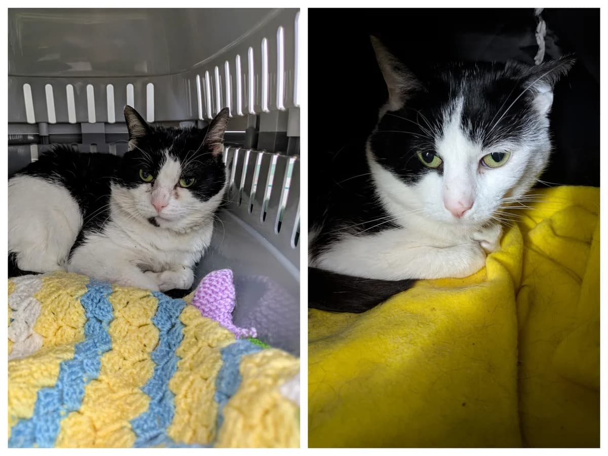 Ben and Sam, male 6yo Mixed Breed for adoption at Freshfields Animal Rescue, Liverpool