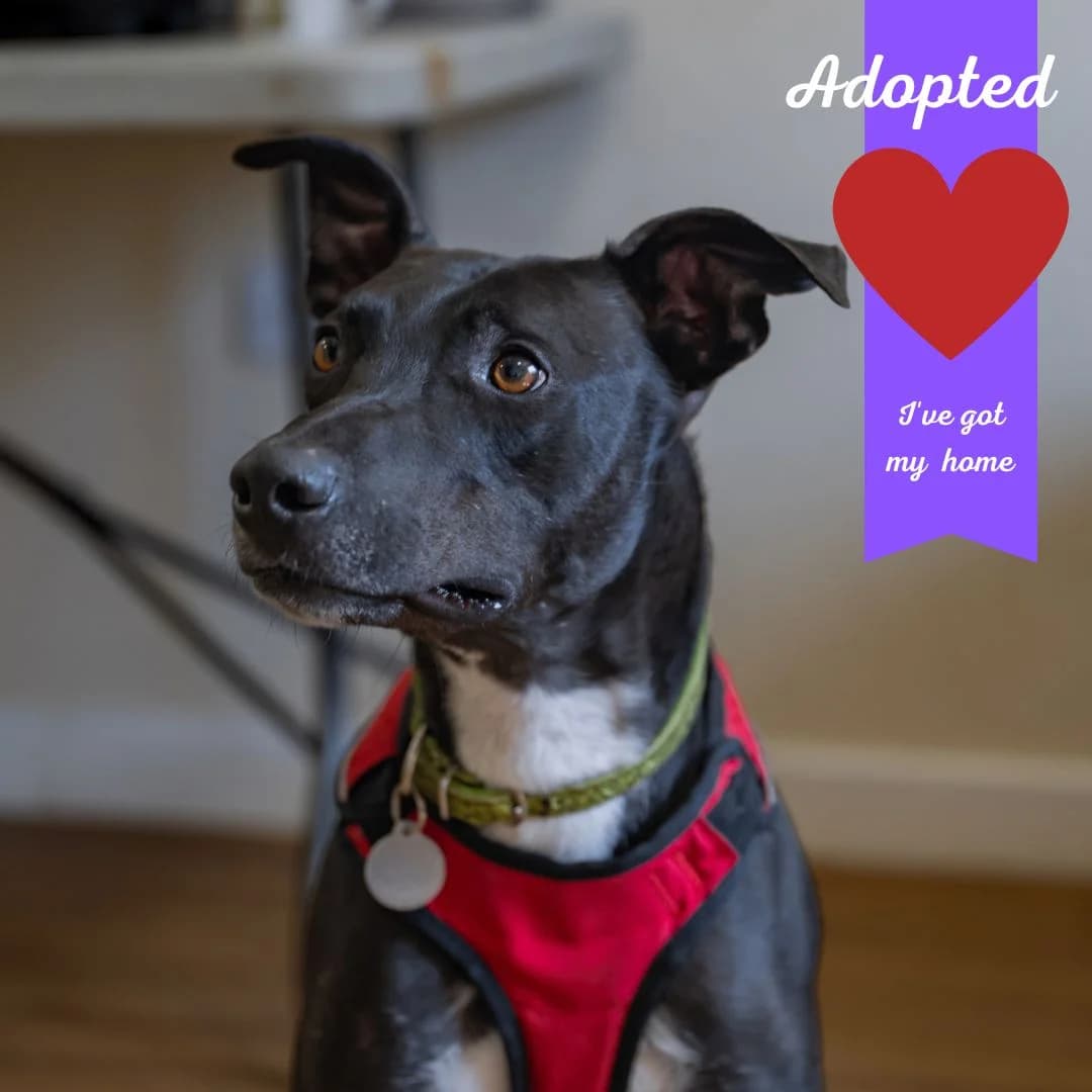 Bentley, male senior Mixed Breed for adoption at Freshfields Animal Rescue, Liverpool