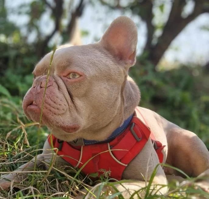 Bobby, male 5yo Mixed Breed for adoption at Freshfields Animal Rescue, Liverpool