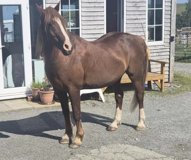 Bobby, male senior Equine for adoption at Freshfields Animal Rescue, Liverpool