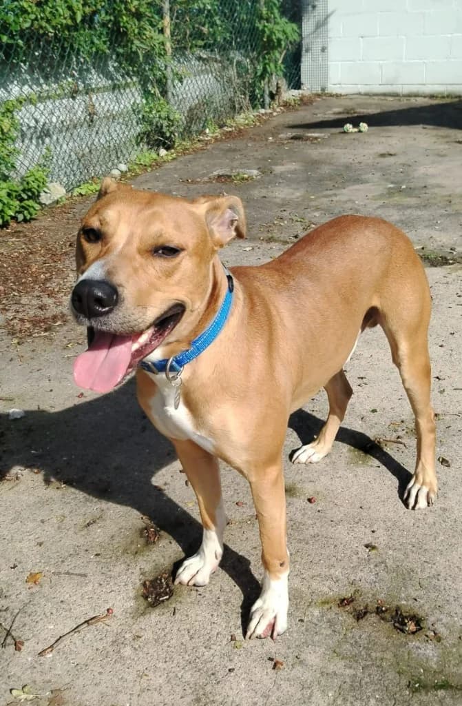 Bruce, male senior Mixed Breed for adoption at Freshfields Animal Rescue, Liverpool