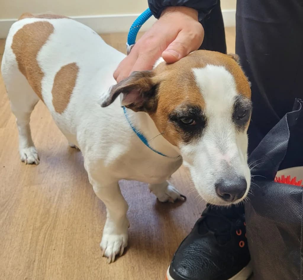 Buddy, male senior Mixed Breed for adoption at Freshfields Animal Rescue, Liverpool