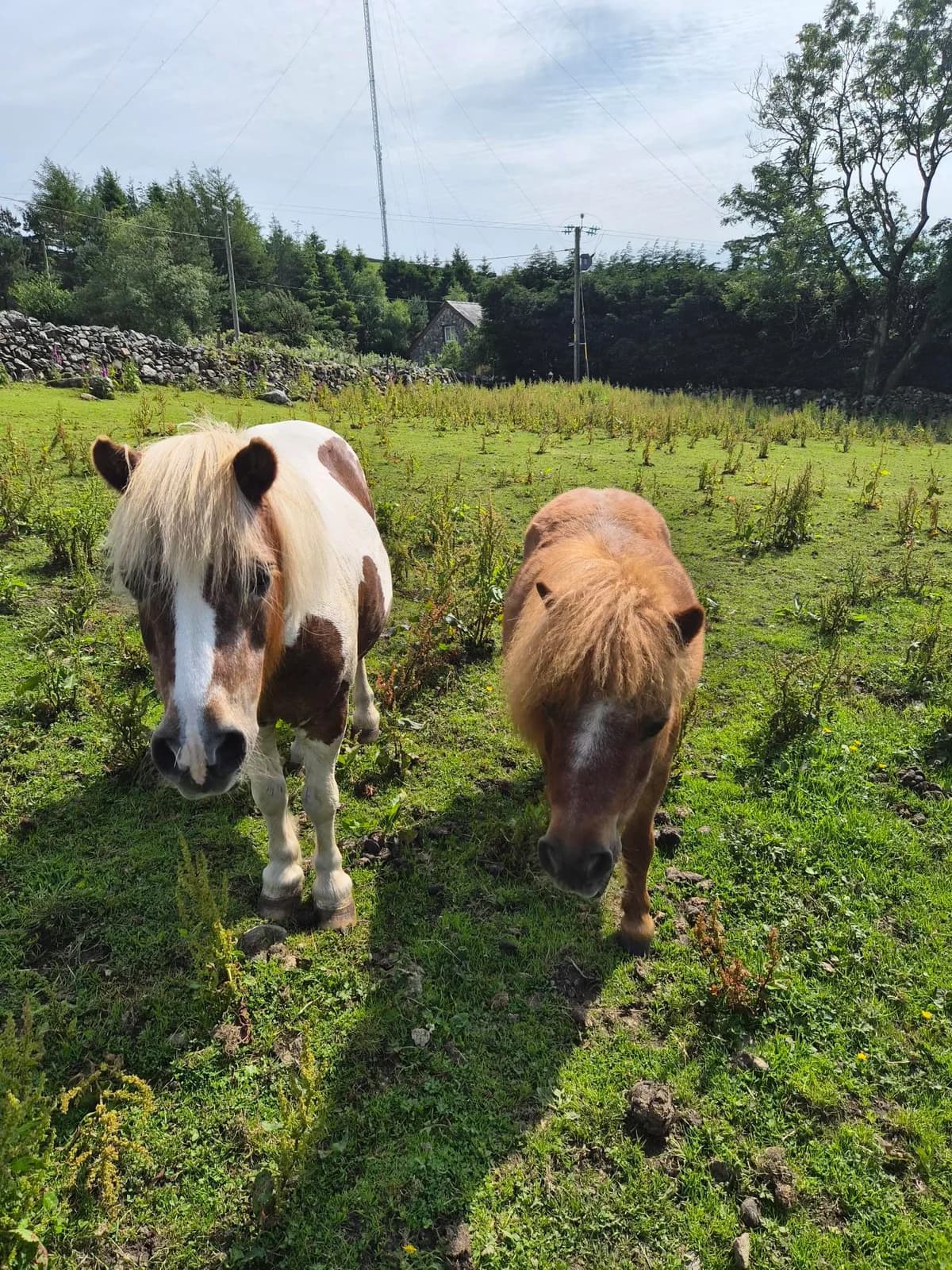 Christy and Dolly, female senior Mixed Breed for adoption at Freshfields Animal Rescue, Liverpool