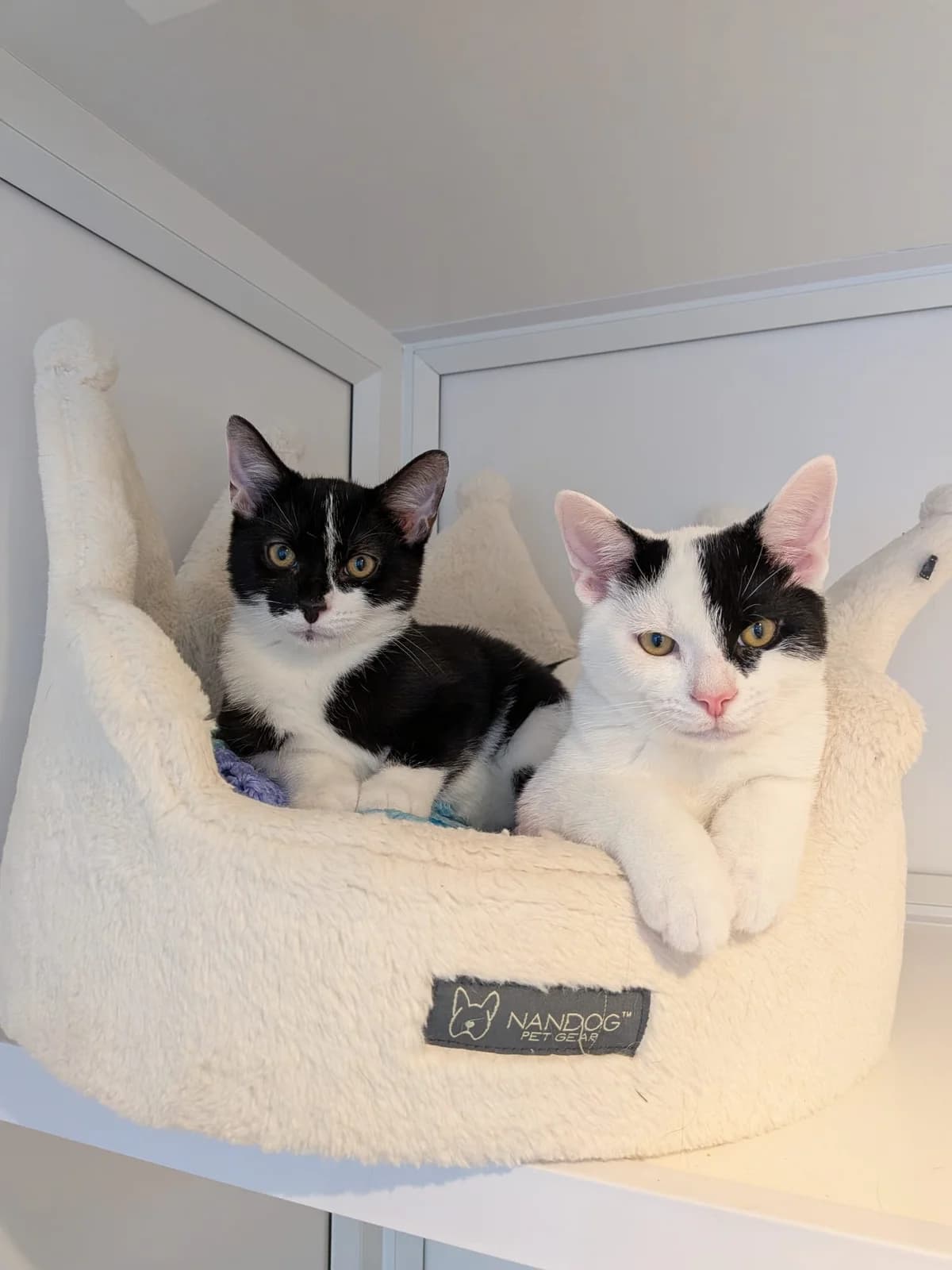 Cormac and Zadie, female puppy Mixed Breed for adoption at Freshfields Animal Rescue, Liverpool