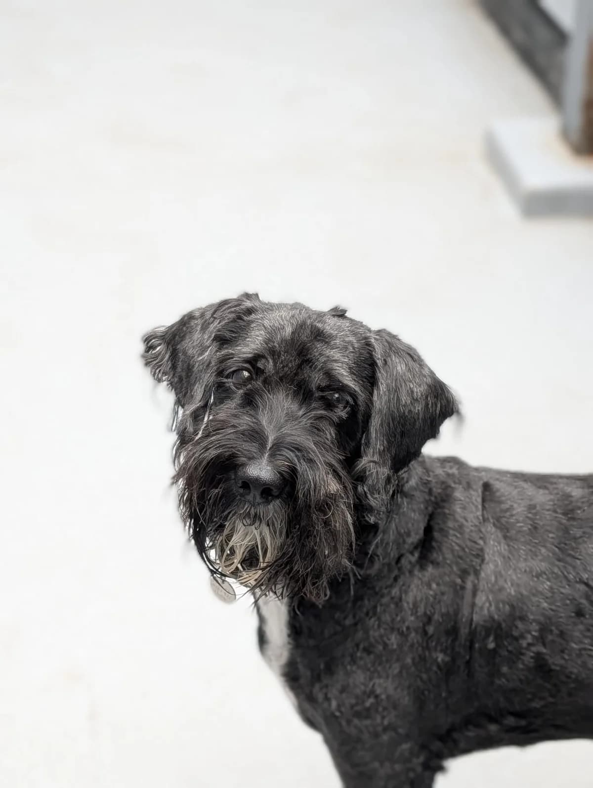 Dobby, male 7yo Mixed Breed for adoption at Freshfields Animal Rescue, Liverpool