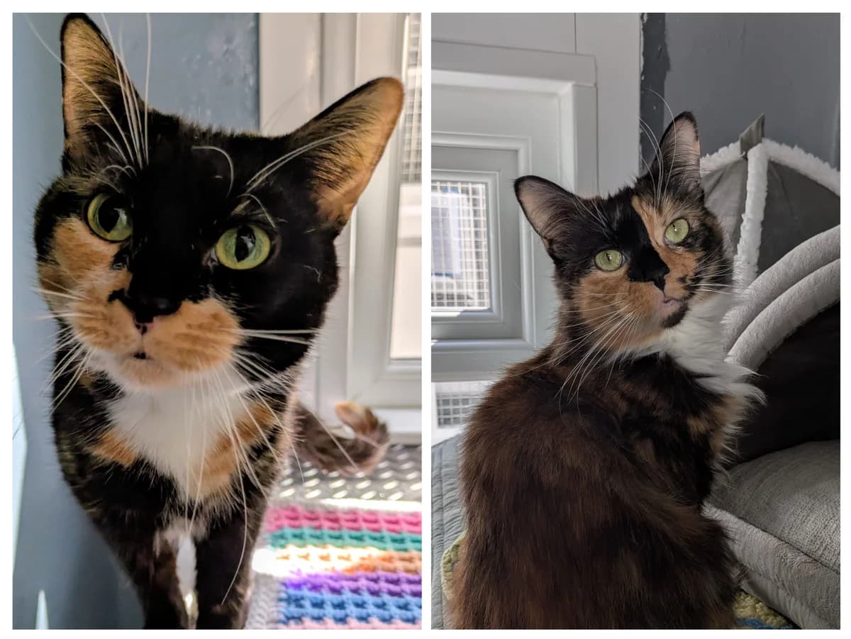 Falin and Laios, female young Mixed Breed for adoption at Freshfields Animal Rescue, Liverpool