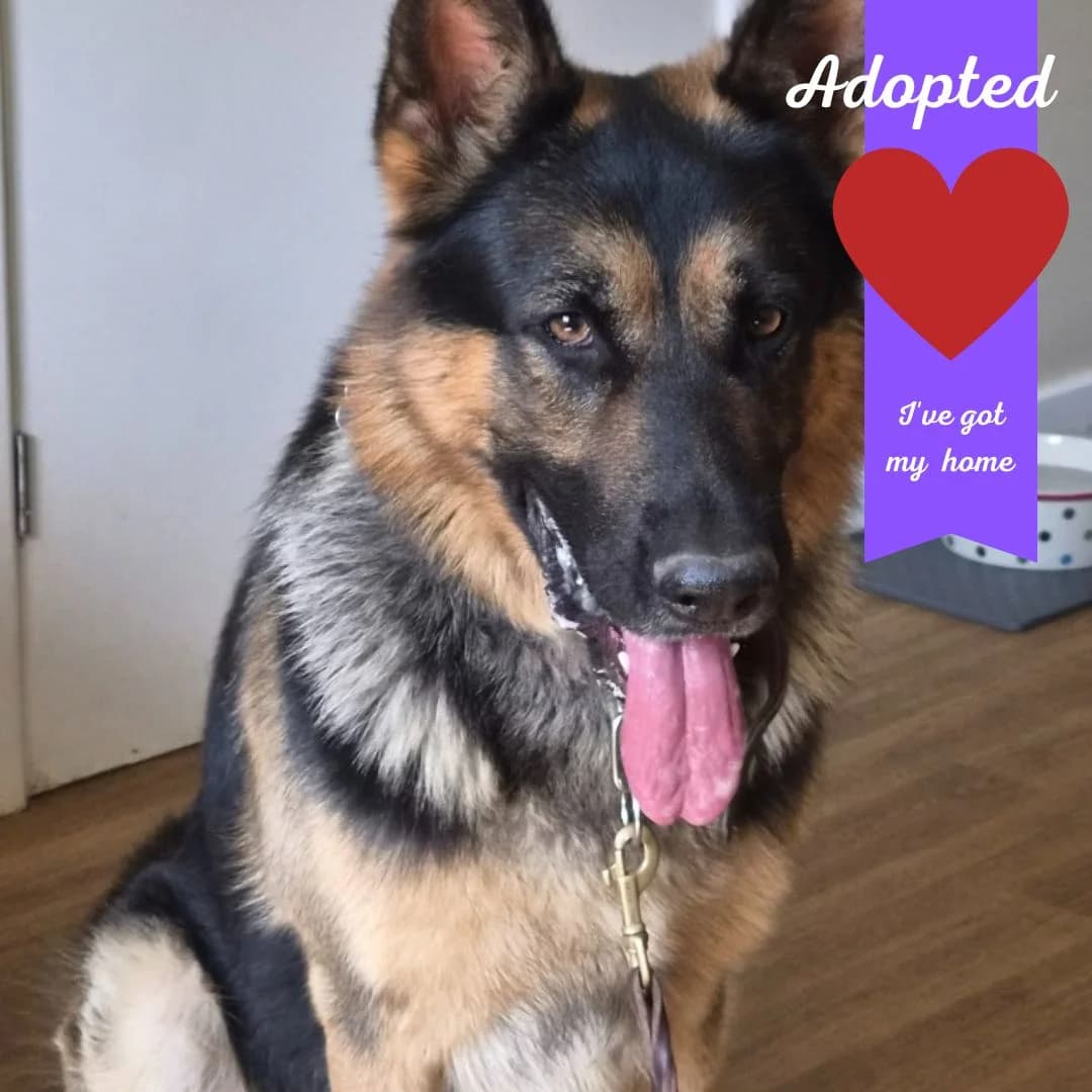 Frank, male 4yo Mixed Breed for adoption at Freshfields Animal Rescue, Liverpool