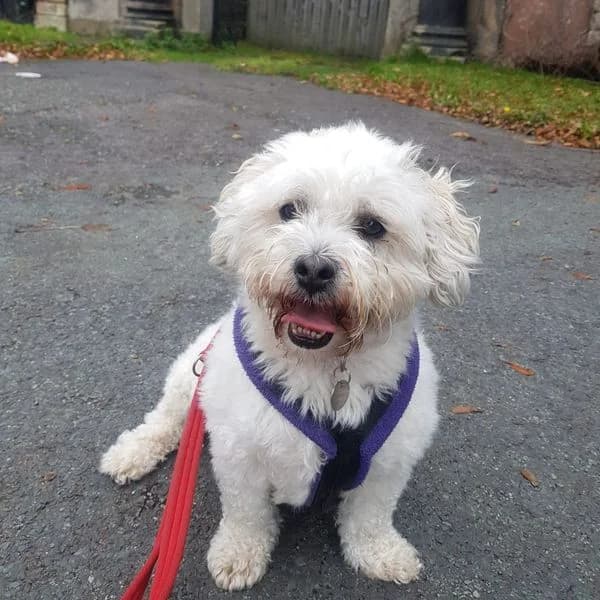 Fred, male 5yo Mixed Breed for adoption at Freshfields Animal Rescue, Liverpool