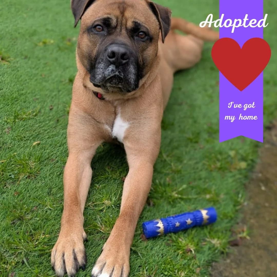 Gunner, male 4yo Mixed Breed for adoption at Freshfields Animal Rescue, Liverpool