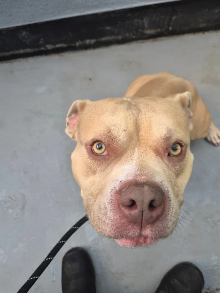 Hank, male 3yo Mixed Breed for adoption at Freshfields Animal Rescue, Liverpool