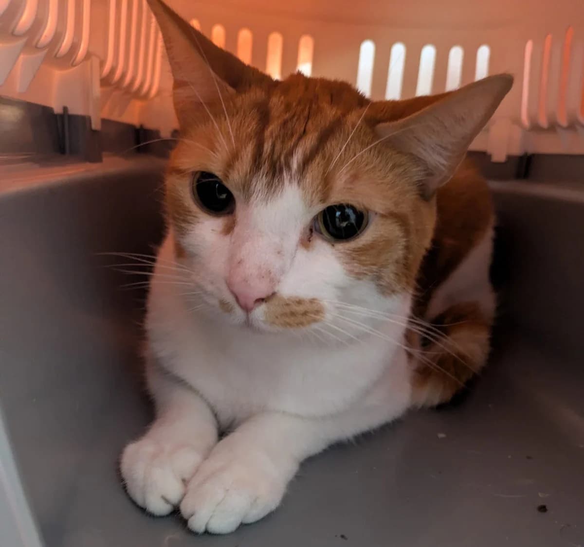 Harvey, male 3yo Mixed Breed for adoption at Freshfields Animal Rescue, Liverpool