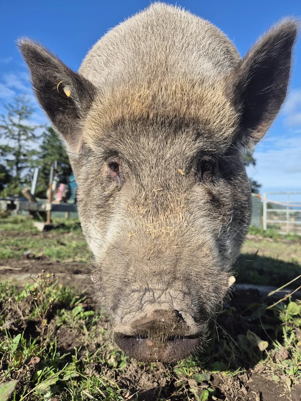 Hippo, male 5yo Staffordshire Bull Terrier for adoption at Freshfields Animal Rescue, Liverpool